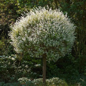Wierzba (Salix integra) Hakuro Nishiki na pniu zdjęcie 1
