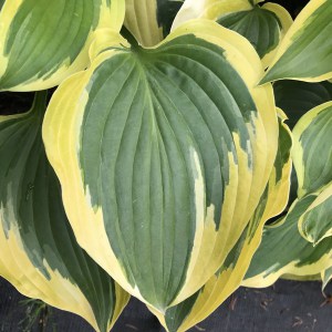 Funkia (Hosta) Grand Marque zdjęcie 1
