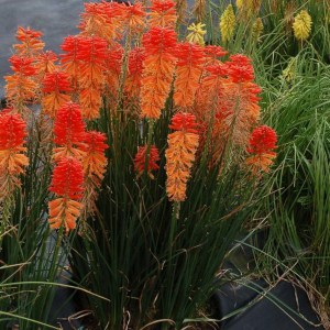 Trytoma (Kniphofia) Poco Sunset zdjęcie 1