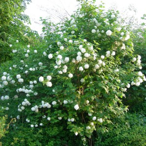 Kalina koralowa (Viburnum opulus) Roseum c1 zdjęcie 1