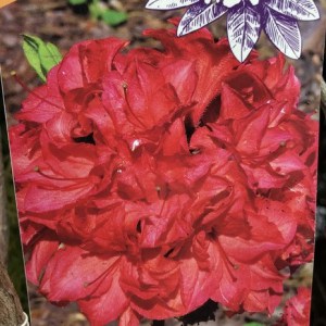 Azalia wielkokwiatowa (Azalea) Feuerkopfen c3 zdjęcie 1