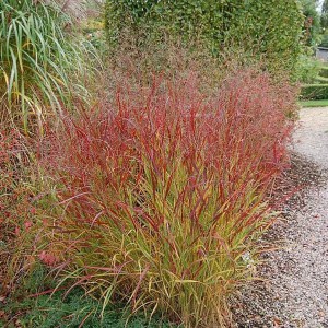 Proso rózgowate (Panicum virgatum) Rehbraun zdjęcie 1