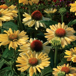 Jeżówka purpurowa (Echinacea) Aloha zdjęcie