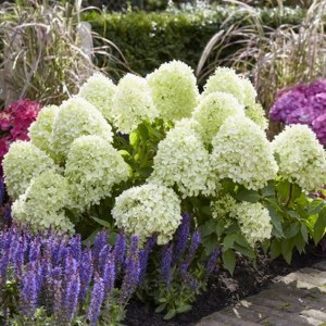 Hortensja bukietowa (Hydrangea) Little Spooky c3 zdjęcie 1