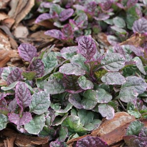 Dąbrówka rozłogowa (Ajuga reptans) Burgundy Glow zdjęcie 1