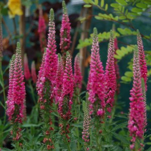 Przetacznik kłosowy (Veronica Spicata) Red Fox zdjęcie 1