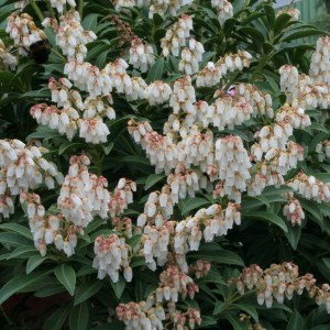 Pieris japoński (Pieris japonica) Cupido zdjęcie 1