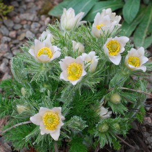Sasanka (Pulsatilla) biała sadzonka zdjęcie 1