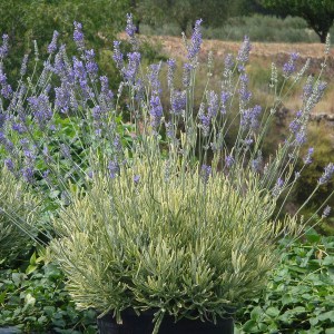 Lawenda pośrednia (Lavandula intermedia) Platinum Blonde zdjęcie 1