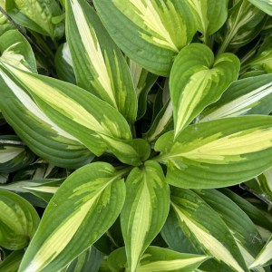 Funkia (Hosta) Enterprise zdjęcie 1