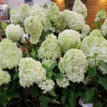 Hortensja bukietowa (Hydrangea) Silver Dollar zdjęcie 1