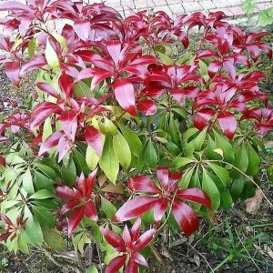 Pieris japoński (Pieris japonica) Red Mill c2 zdjęcie 1