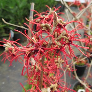 Oczar złotożółty (Hamamelis) Rubin c4 zdjęcie 1