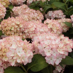 Hortensja (Hydrangea) Mirai c4 zdjęcie 1