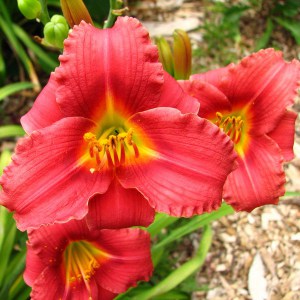 Liliowiec (Hemerocallis) Siloam Red Toy c3 zdjęcie 1