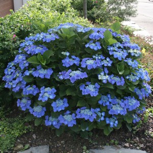 Hortensja ogrodowa (Hydrangea) Blaumeise zdjęcie 1