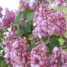 Bez - lilak (Syringa) Pamięć o Wawiłowie c2 zdjęcie 1