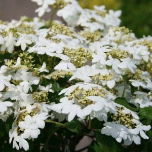 Kalina japońska (Viburnum plicatum) Watanabe c3 zdjęcie 1