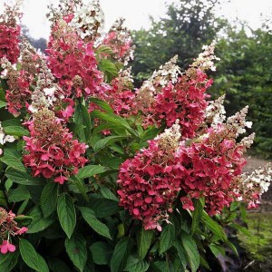Hortensja bukietowa (Hydrangea) Pinky Winky c3 zdjęcie 1