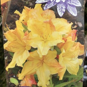 Azalia wielkokwiatowa (Azalea) Golden Light c3 zdjęcie 1