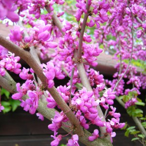 Judaszowiec kanadyjski (Cercis canad.) c1 zdjęcie 1
