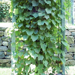 Miesięcznik dahurski (Menispermum davuricum) c2 zdjęcie 1