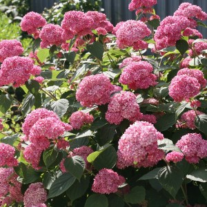 Hortensja drzewiasta Pink Anabelle Invincibelle c3 zdjęcie 1