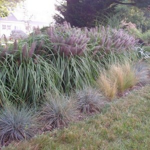 Trawa rozplenica japońska piórkówka (Pennisetum) Moudry zdjęcie
