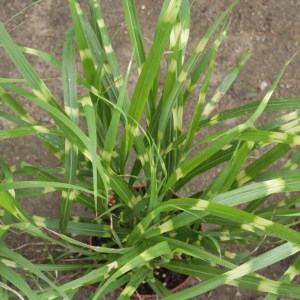 Miskant chiński (Miscanthus chinensis) Apache zdjęcie 1