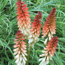 Trytoma (Kniphofia) Orange Vanilla Popsicle 1