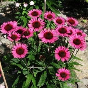 Jeżówka purpurowa (Echinacea) Vintage Vine zdjęcie 