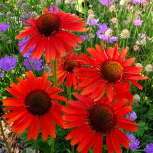 Jeżówka purpurowa (Echinacea) Hot Lava zdjęcie 1
