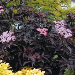 Bez czarny (Sambucus nigra) Black Beauty syn. Gerda c3 zdjęcie 1