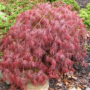 Klon palmowy (Acer palm.) Ornatum c4 zdjęcie 1