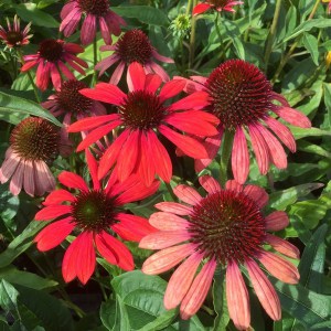 Jeżówka purpurowa (Echinacea) Red Pearl zdjęcie 1