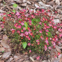 Skalnica Arendsa (Saxifraga arendsii) Harder Zwerg zdjęcie 1