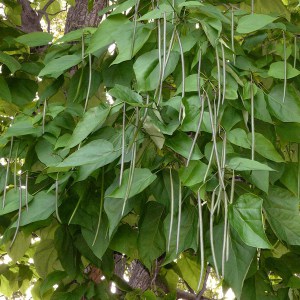 Katalpa, surmia (Catalpa bignonioides) c3 zdjęcie 1