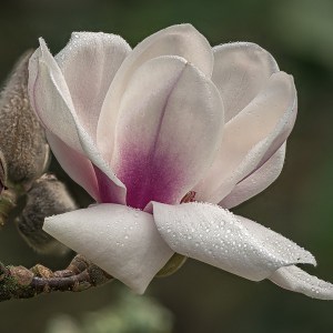 Magnolia Athene C3 zdjęcie 1