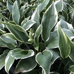 Funkia (Hosta) Chantilly Lace zdjęcie 1
