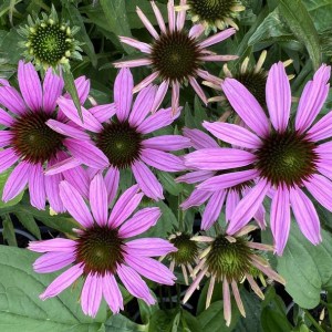 Jeżówka purpurowa (Echinacea) Fountain Light Purple zdjęcie 1