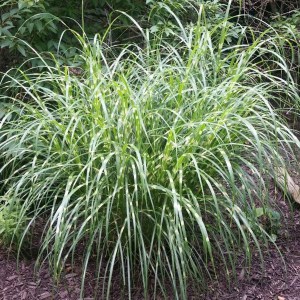 Miskant chiński (Miscanthus chinensis) Little Zebra zdjęcie 1