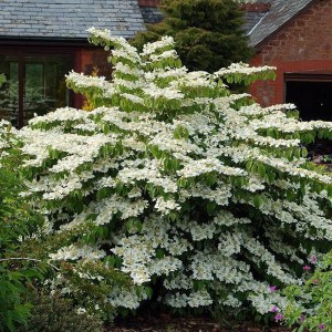 Kalina japońska (Viburnum plicatum) Mariesii c2 zdjęcie 1
