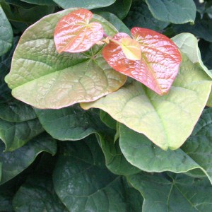 Judaszowiec kanadyjski (Cercis canadensis) Little Woody c3 zdjęcie 1
