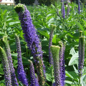 Przetacznik kłosowy (Veronica spicata) Christazdjęcie 1