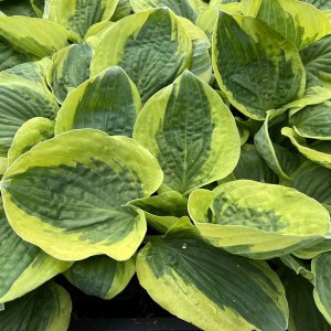 Funkia (Hosta) Christmas Pageant zdjęcie 1