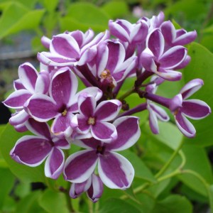 Bez - lilak (Syringa) Sensation c3 zdjęcie 1