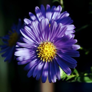 Aster krzaczasty (Aster dumosus) Blaue Lagune zdjęcie 1
