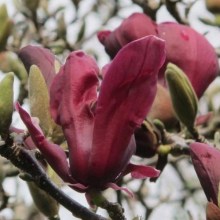 Magnolia Burgundy Star c5 zdjęcie 1