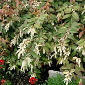 Kiścień Waltera, kiścień wawrzynowy (Leucothoe walteri) Rainbow zdjęcie 1