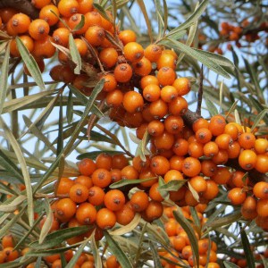 Rokitnik zwyczajny, pospolity (Hippophae rhamnoides) c2 zdjęcie 1